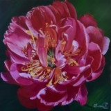 Pivoine